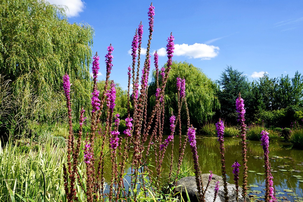 Image - flower water blossom plant fresh
