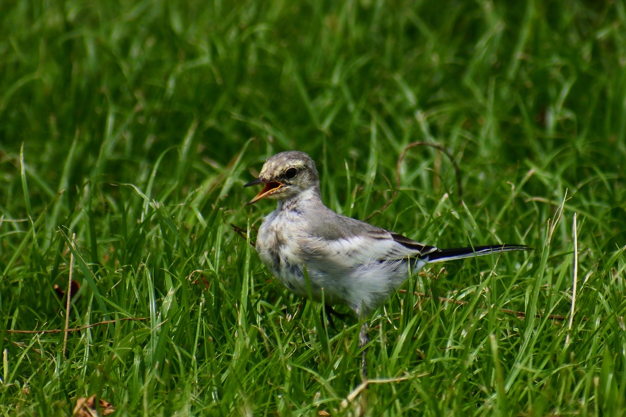 Image - animal forest park little bird