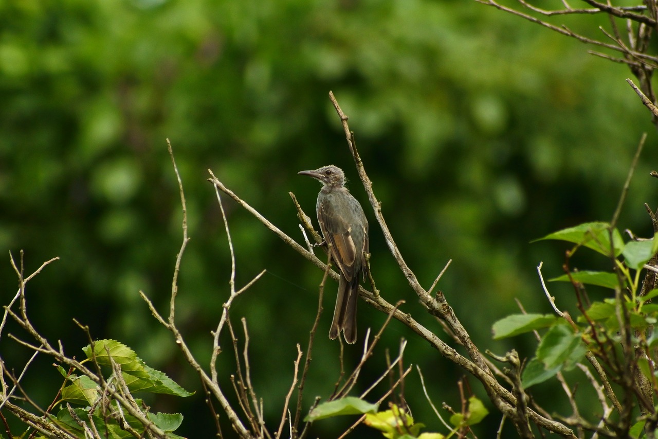 Image - animal forest wood little bird