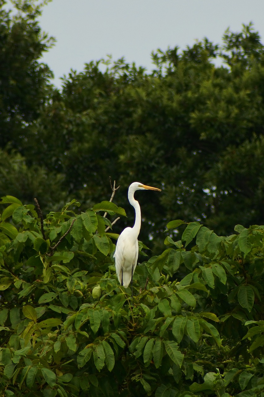 Image - animal forest park wood egret