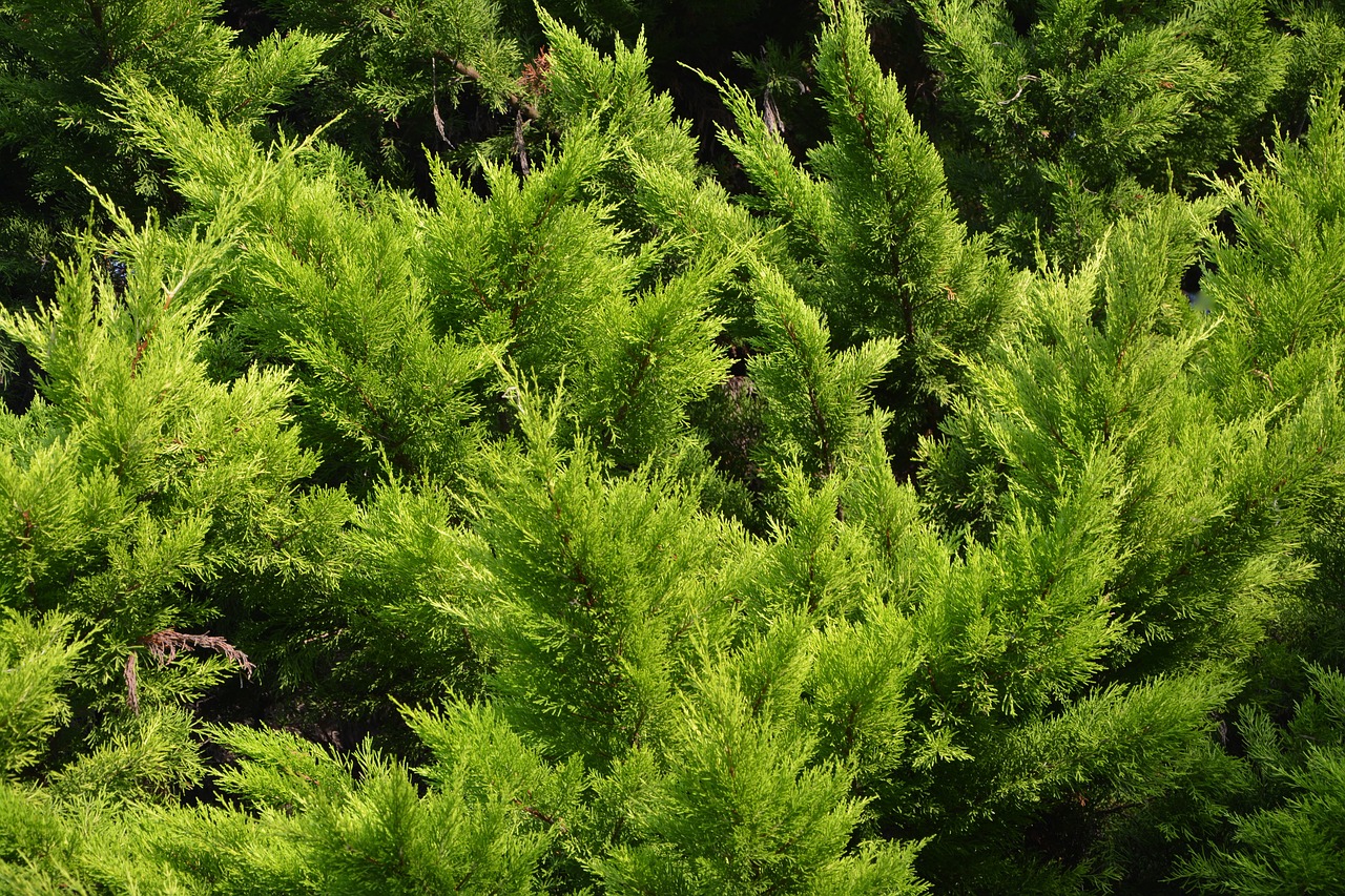 Image - spruce resinous conifer vegetation