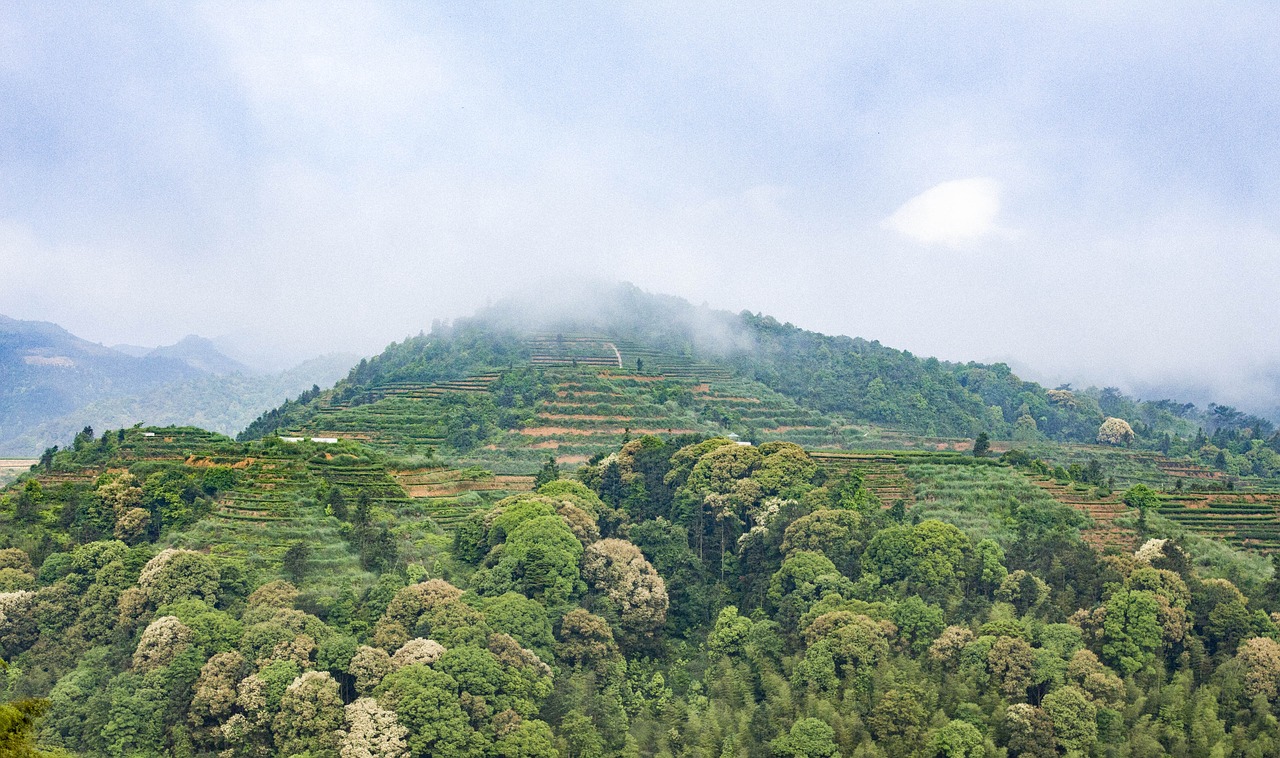 Image - anxi tieguanyin tea mountain tea tea