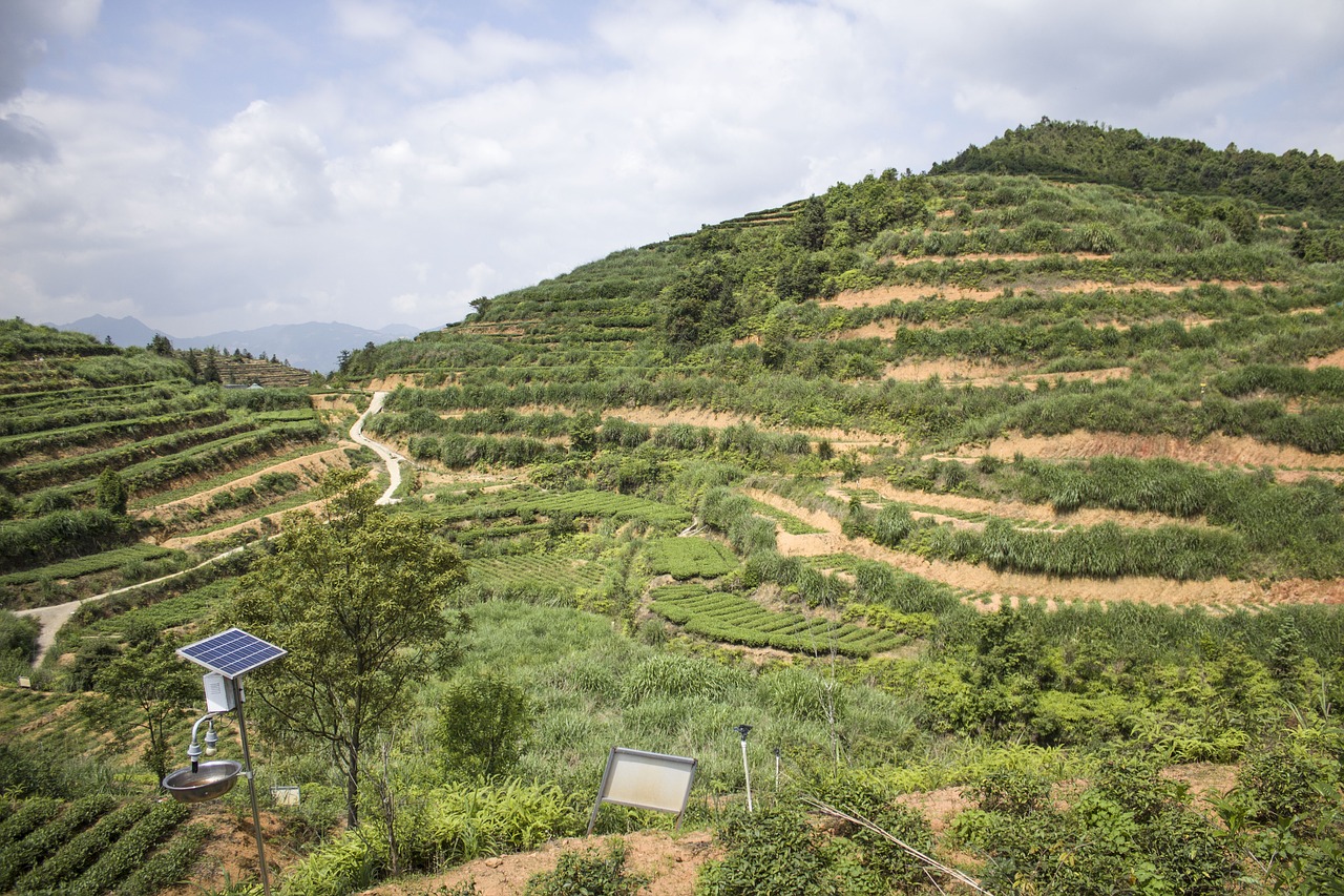 Image - anxi tieguanyin tea mountain tea