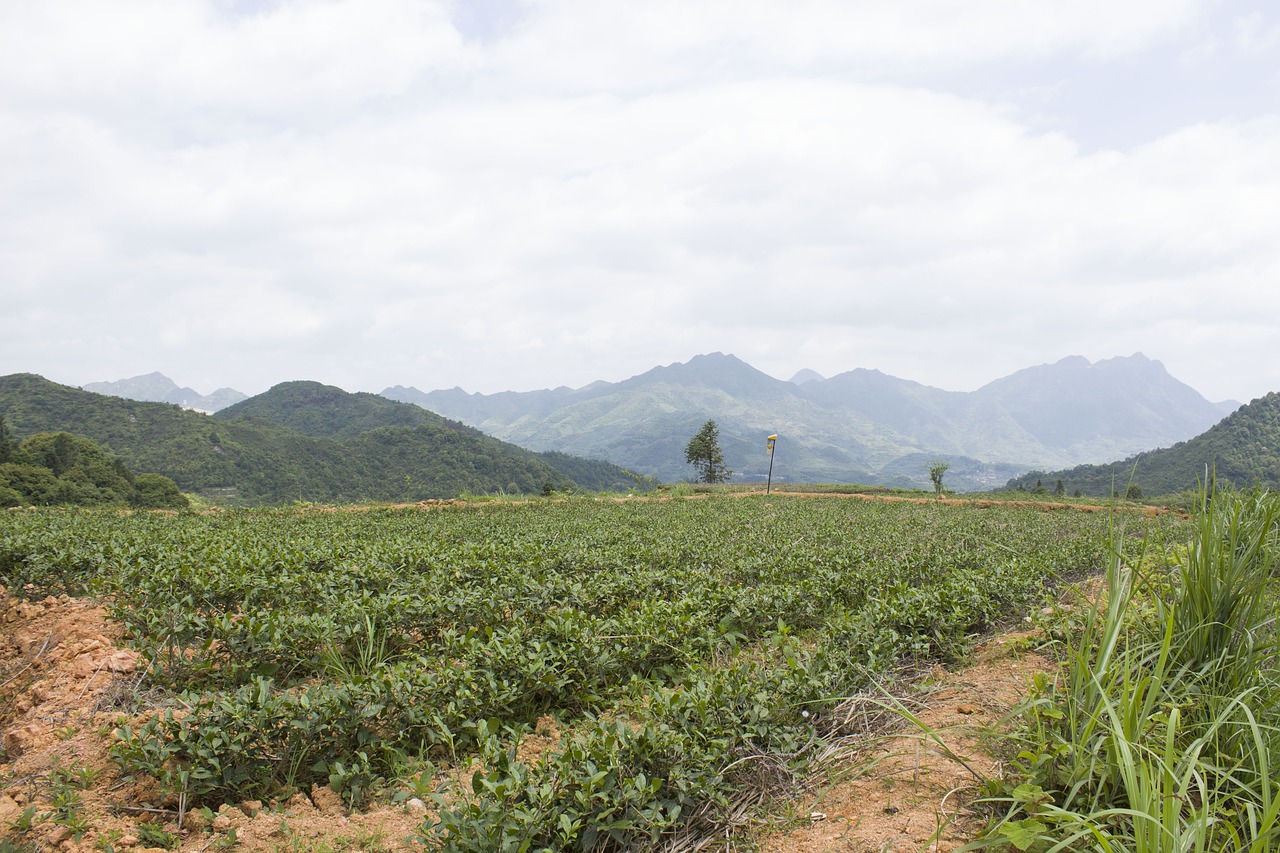 Image - anxi tieguanyin tea mountain tea