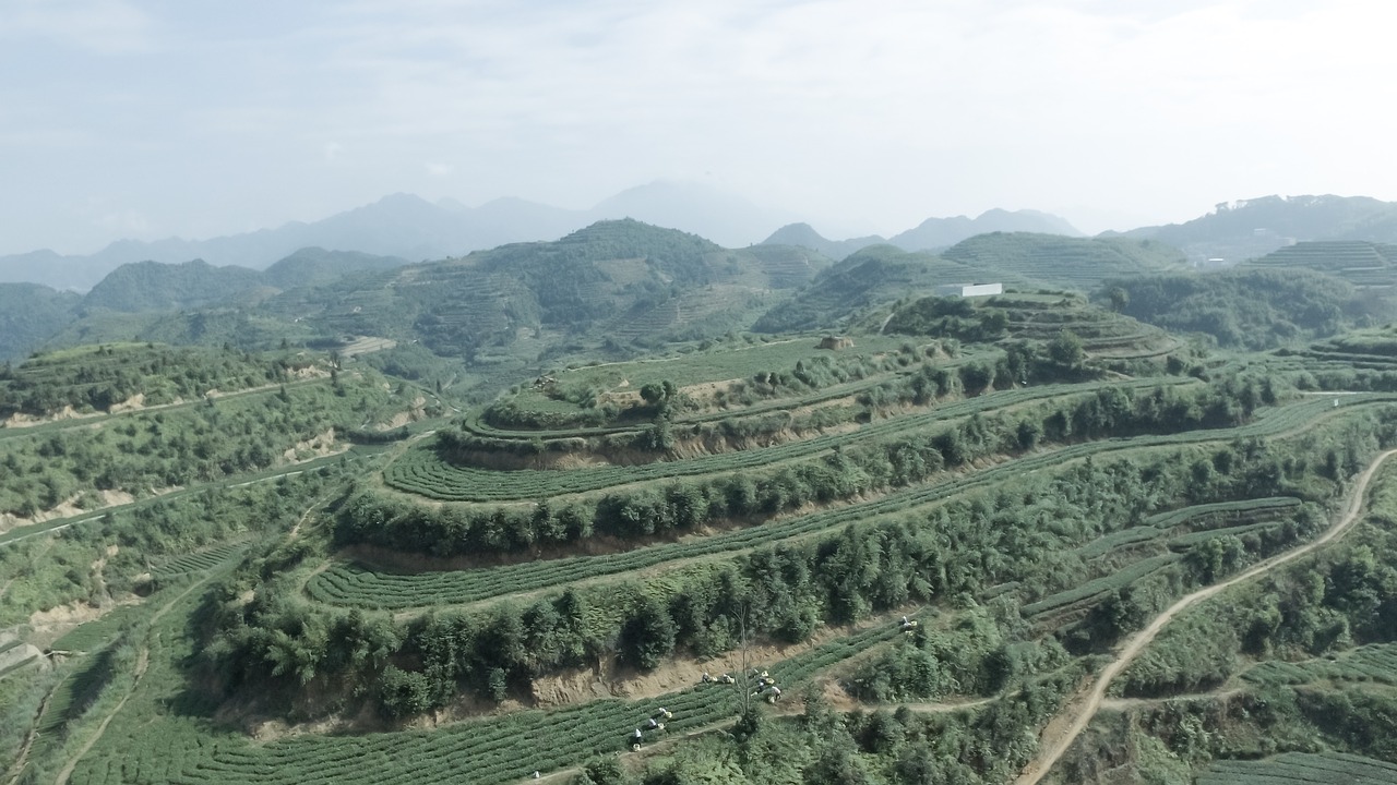 Image - anxi tieguanyin tea mountain tea