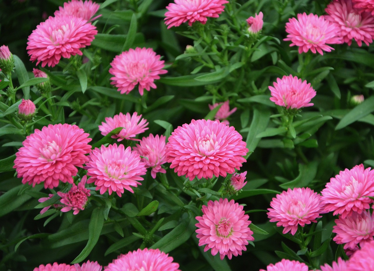 Image - flowers pink bright pink color