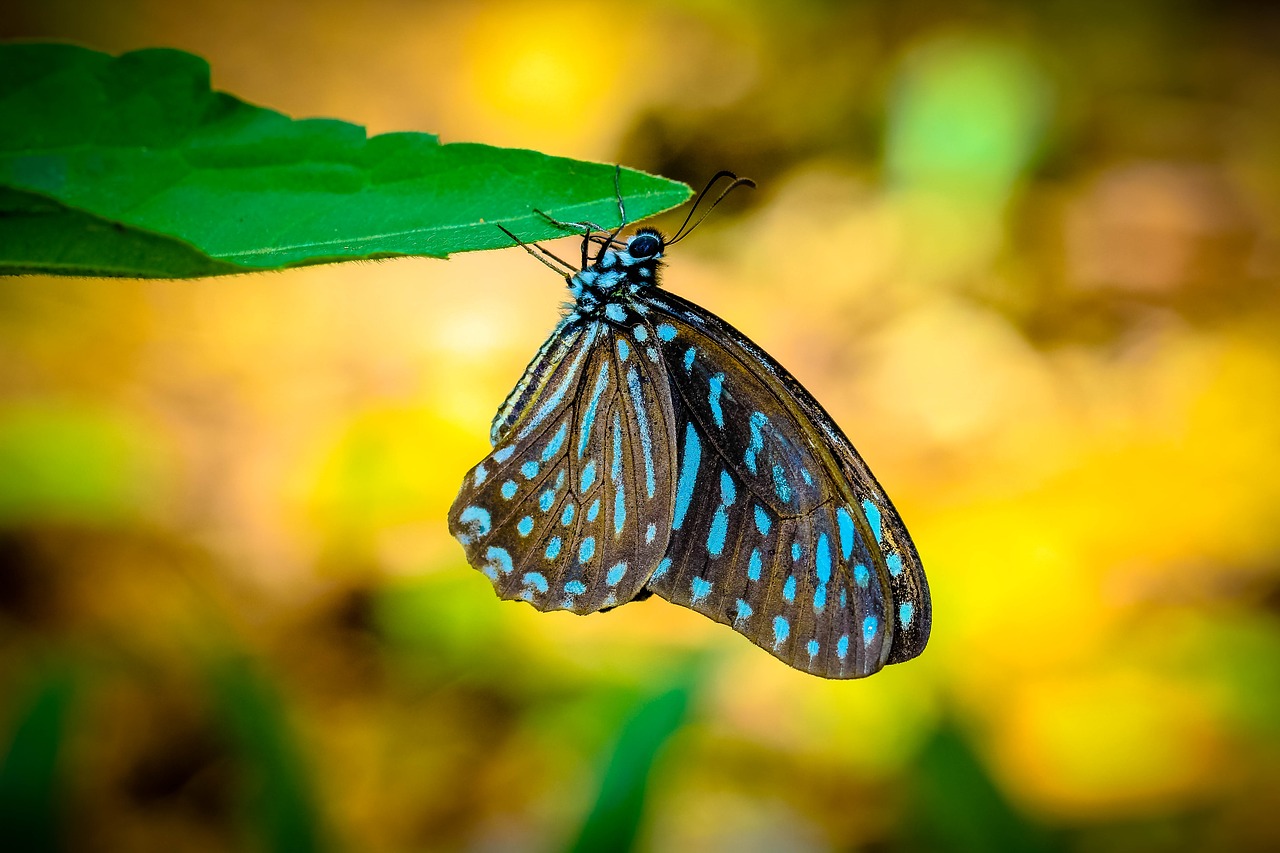 Image - insects butterfly zebra polka dot