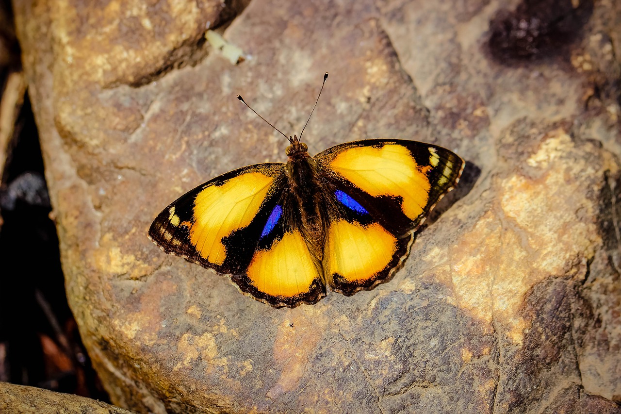 Image - insects butterfly pansy yellow