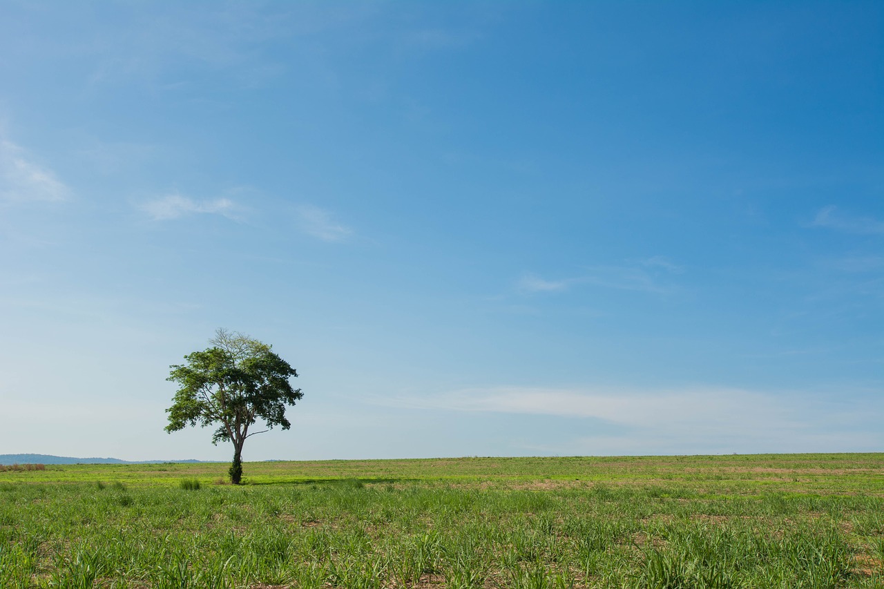 Image - tree wide field view background