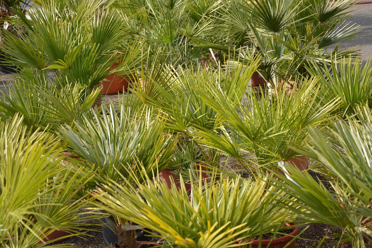 Image - palm plant green leaves culture