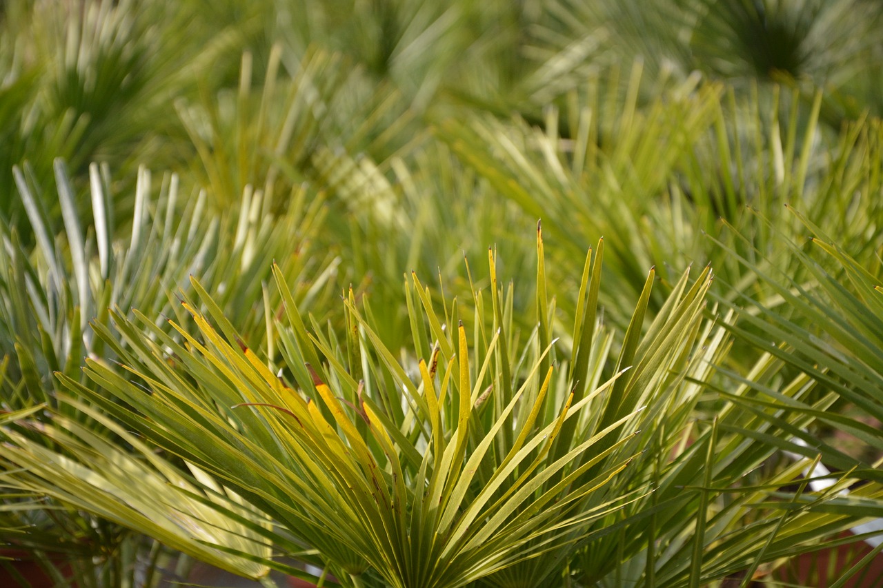 Image - palm green foliage garden plant