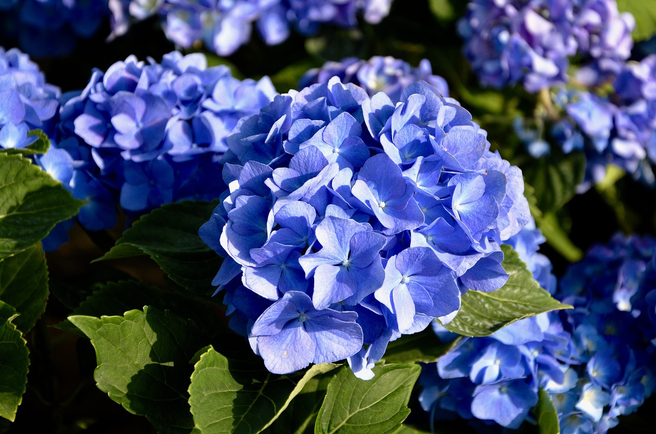 Image - flower hydrangea blue