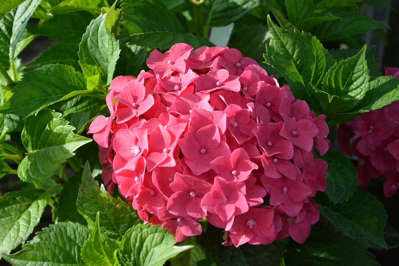 Image - plant hydrangea red flower nature