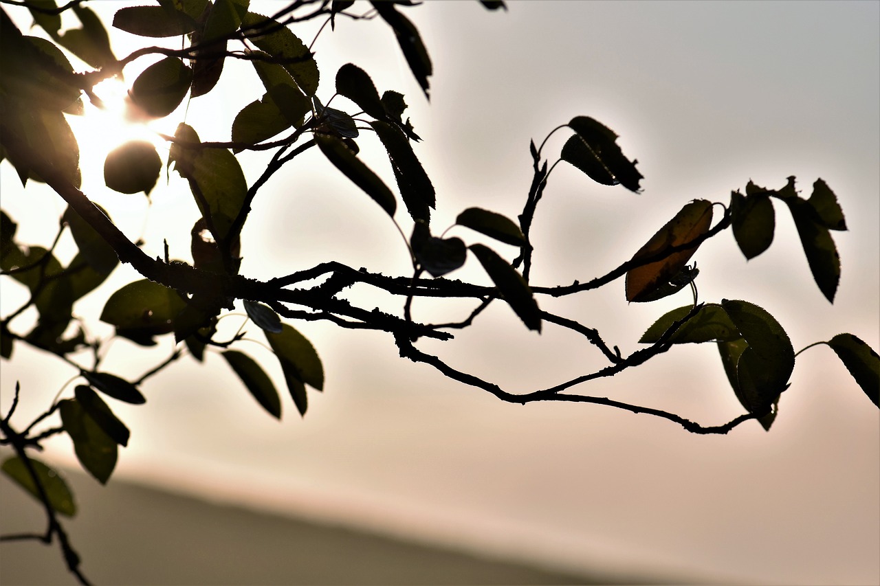 Image - back light sunrise mood leaves