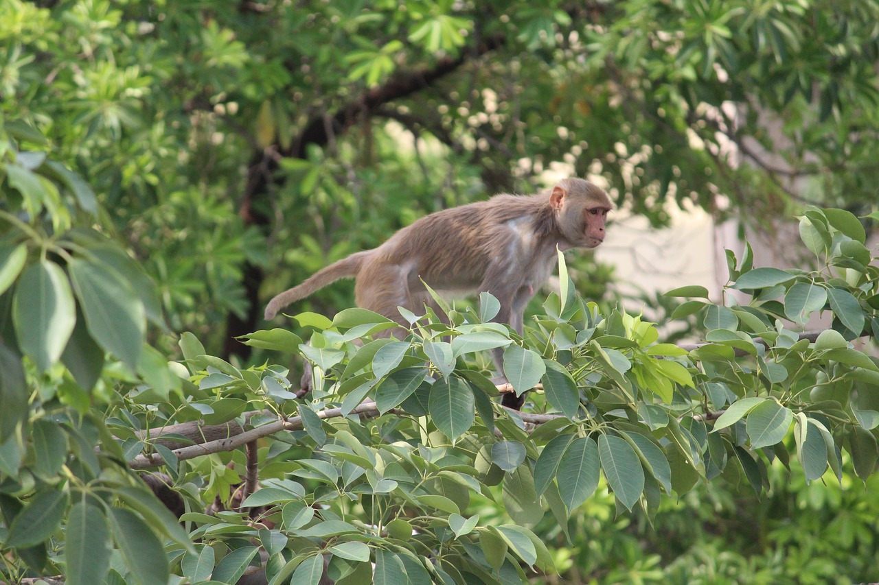 Image - monkey wildlife wild animal nature