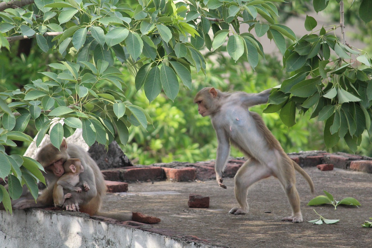 Image - monkey wildlife wild animal nature