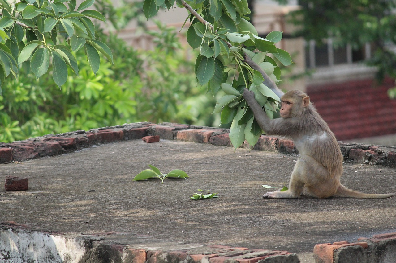 Image - monkey wildlife wild animal nature