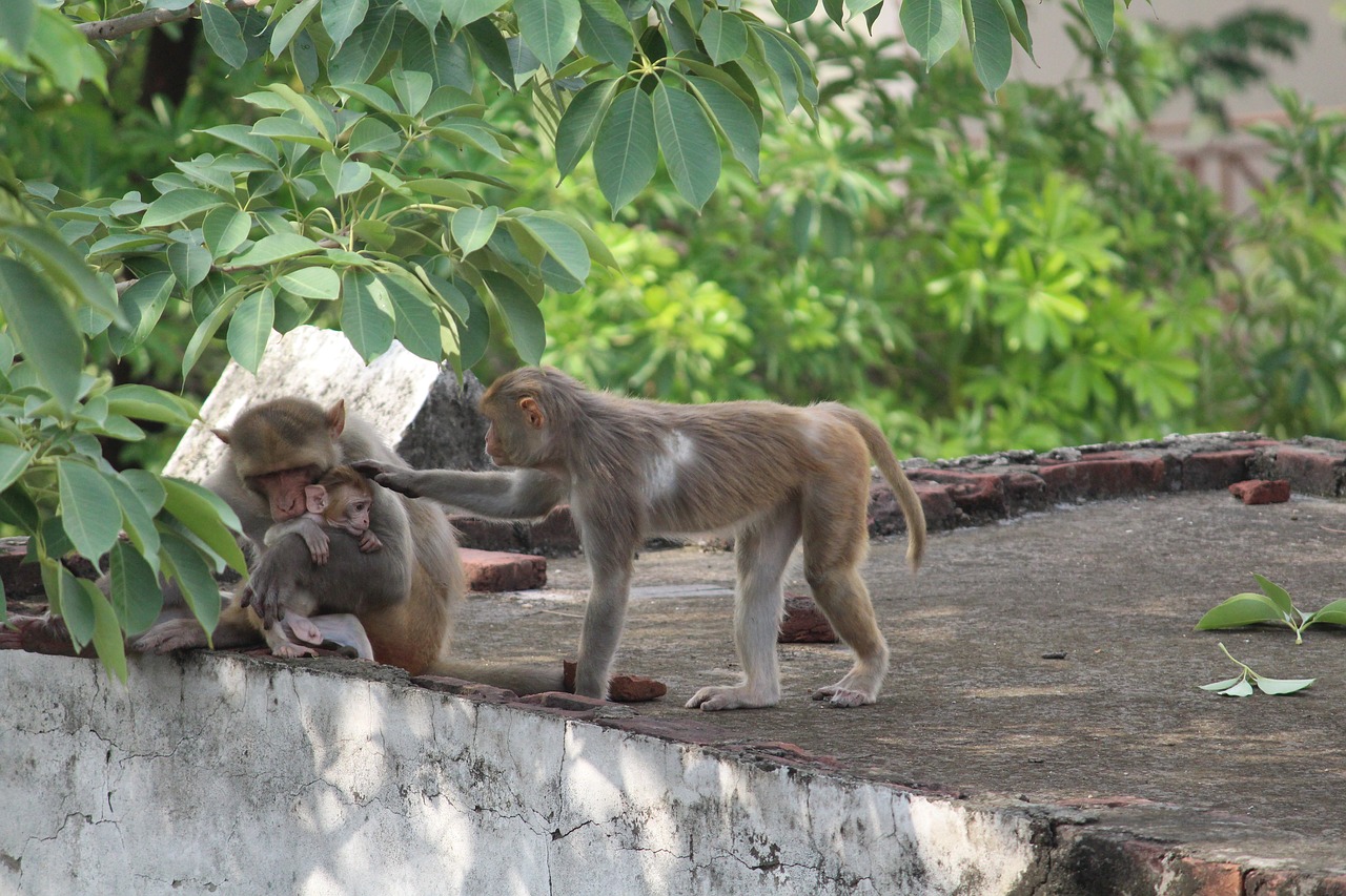 Image - monkey wildlife wild animal nature