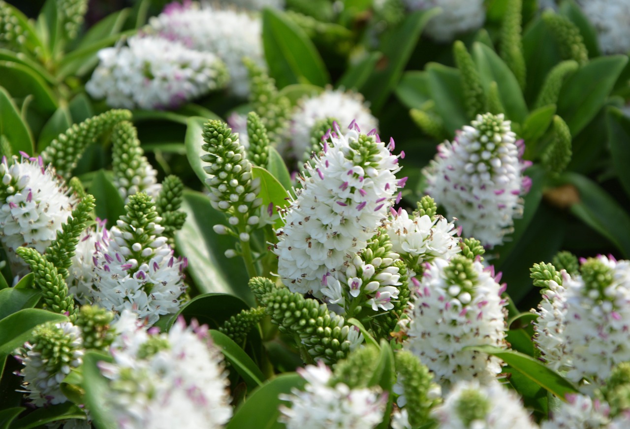Image - flowers plants véroniques white