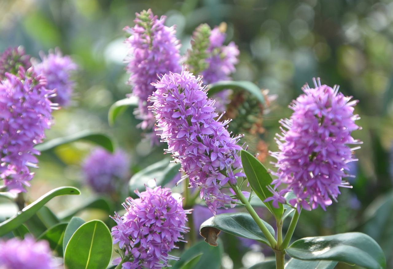 Image - flowers véronique purple