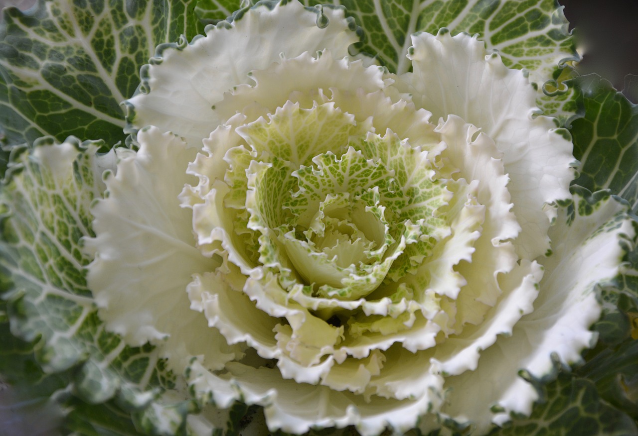 Image - cabbage ornament decorative