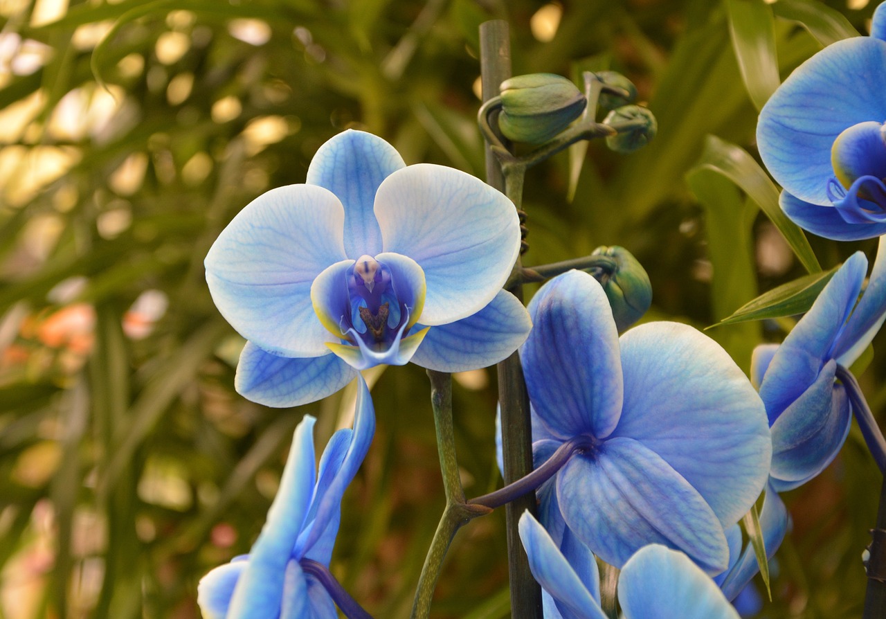 Image - orchid blue flower plant flowering