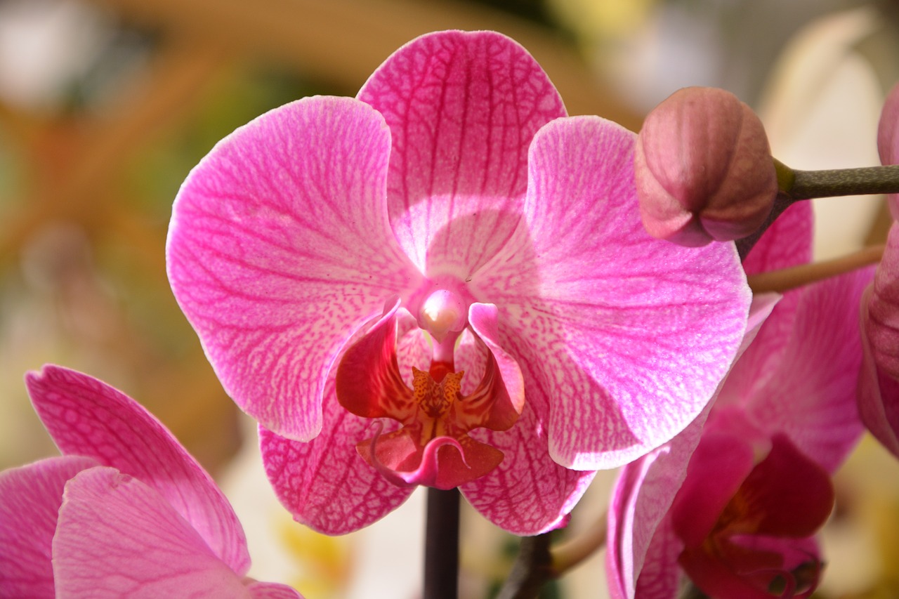 Image - orchid bright pink offer