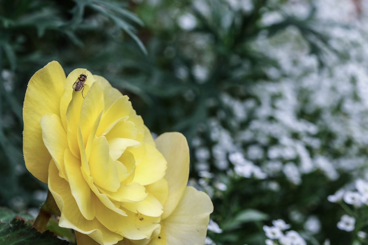 Image - flower rose insect yellow nature