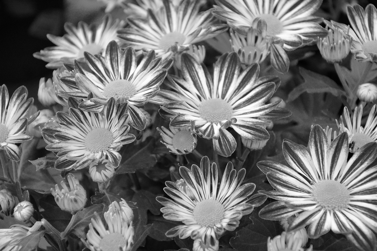 Image - flowers chrysanthemum