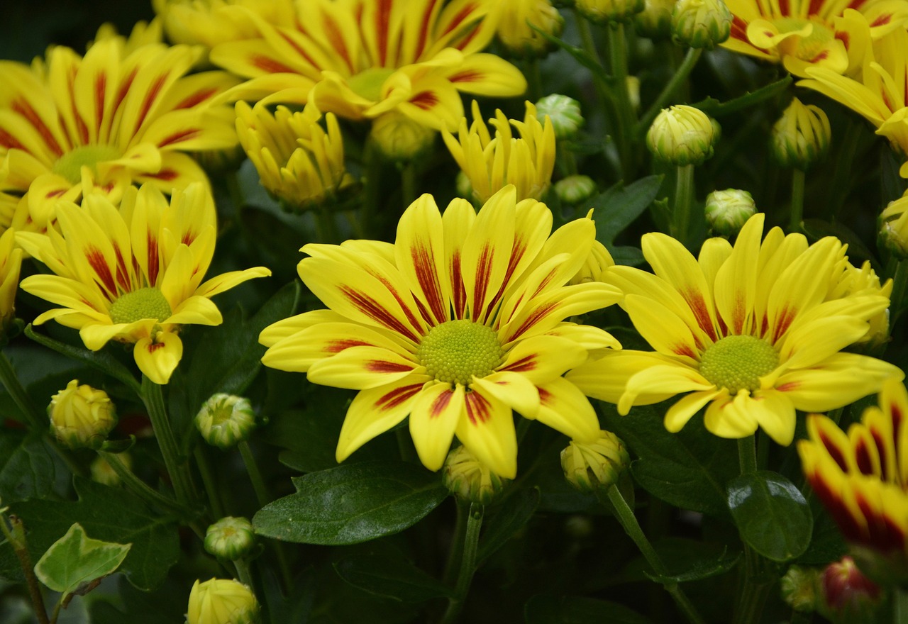 Image - flowers chrysanthemum flowering