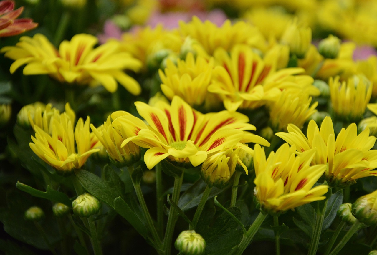 Image - flowers chrysanthemums red yellow