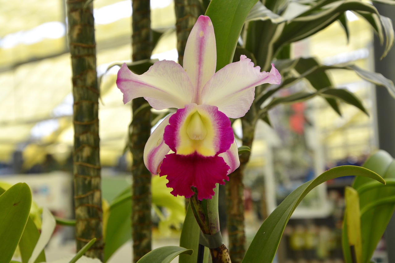 Image - flower offer decoration exotic