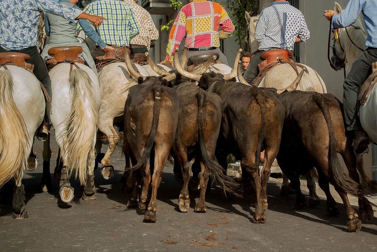 Image - camargue riders gardians bulls