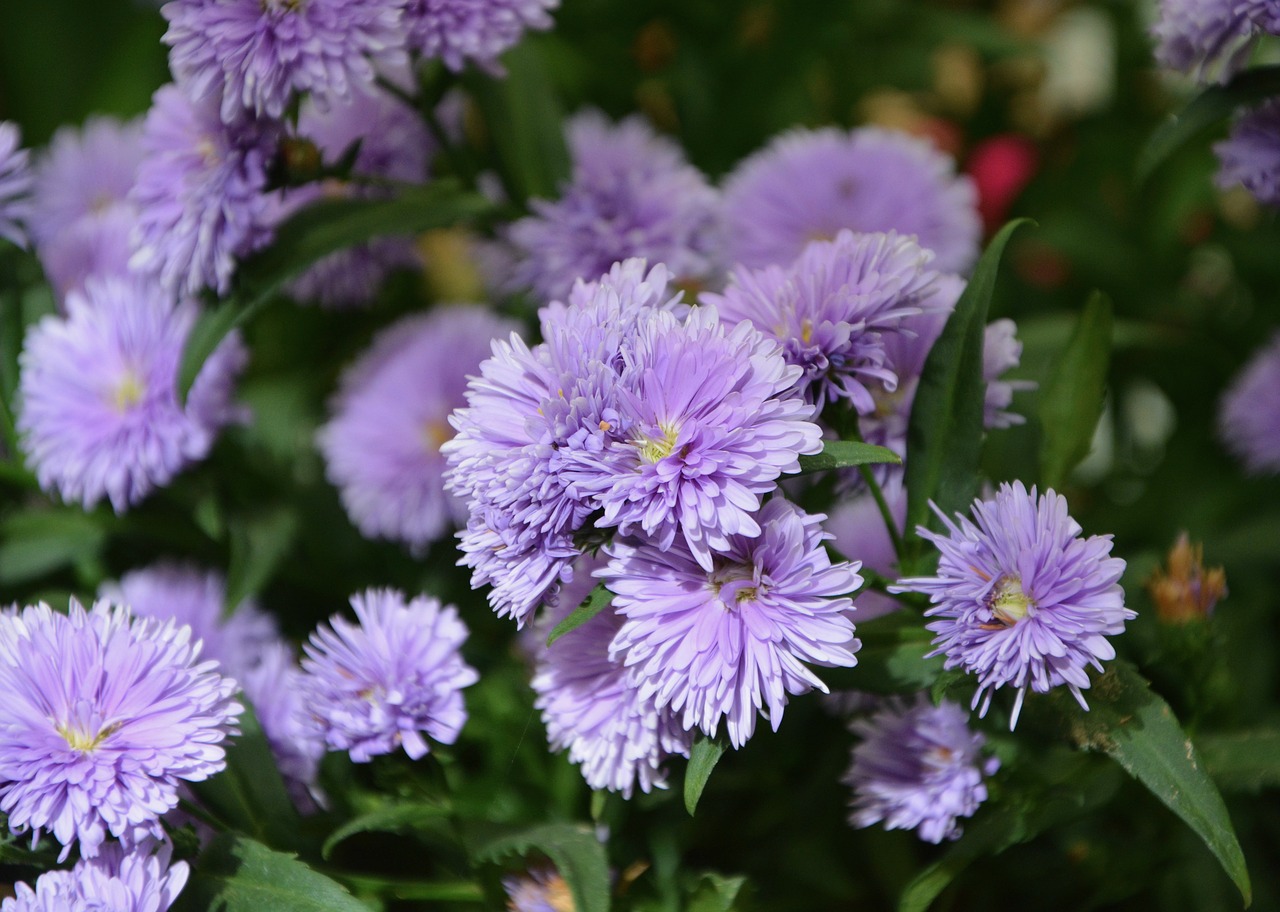 Image - flowers parma garden nature petals