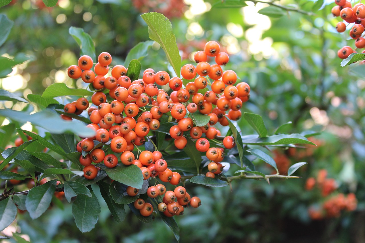 Image - scarlet light bush plant fruit