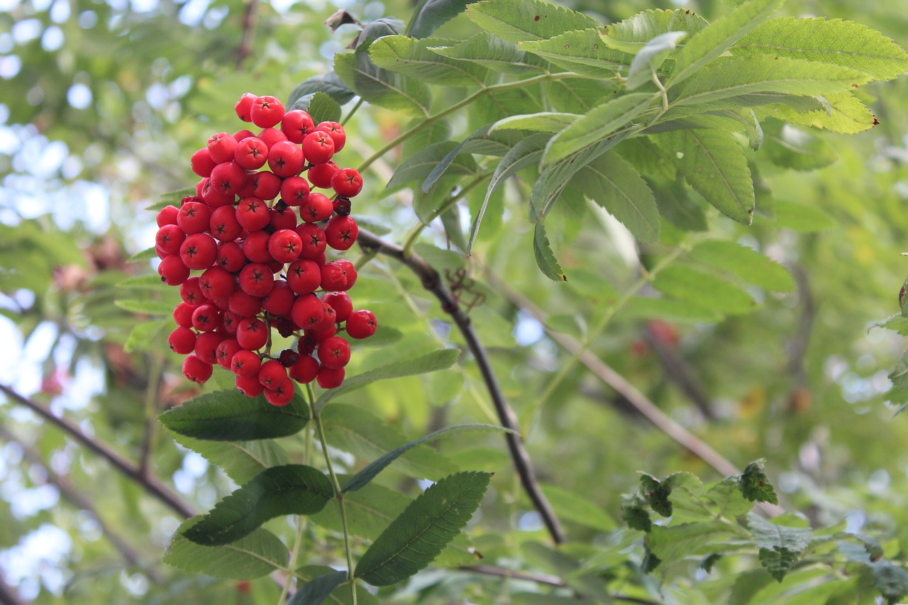 Image - rowan tree plant nature