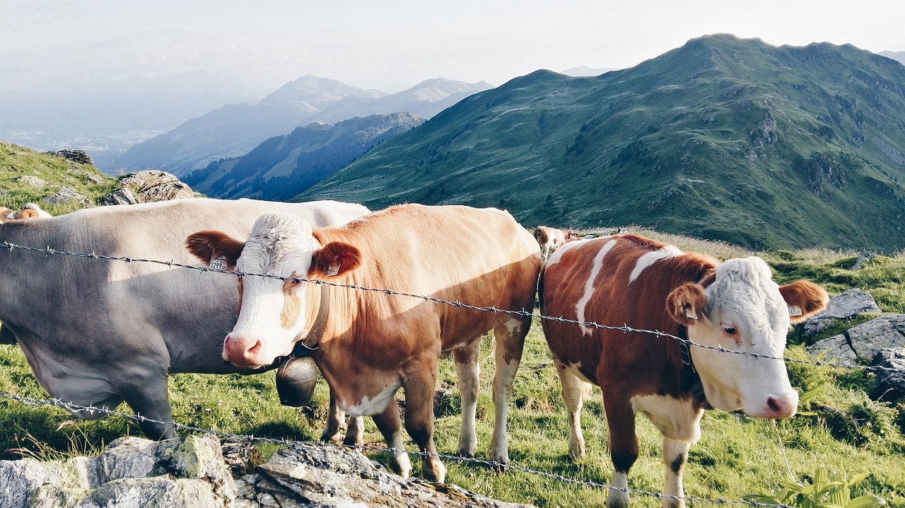 Image - cows salzburg country tyrol austria