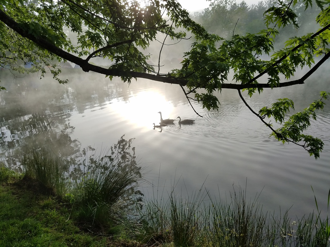 Image - family geese sunrise