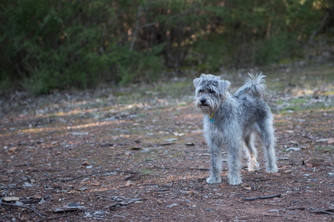 Image - dog schnoodle pet animal canine