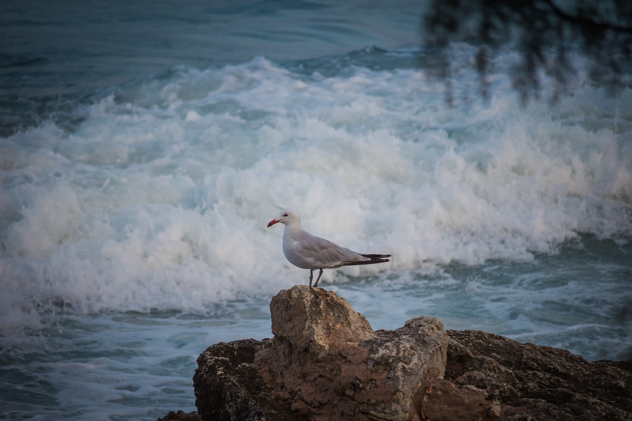 Image - stones sea coast the seagull waves