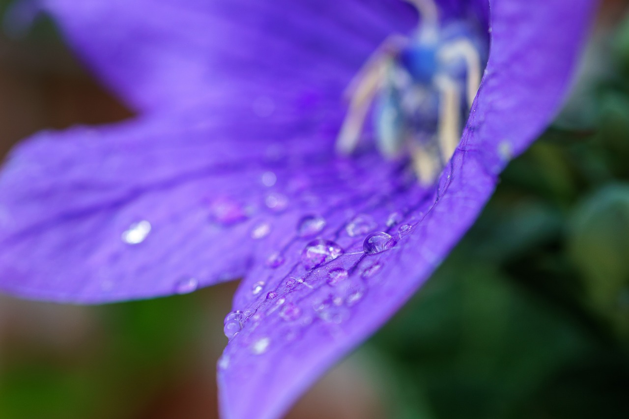 Image - bellflower blossom bloom nature