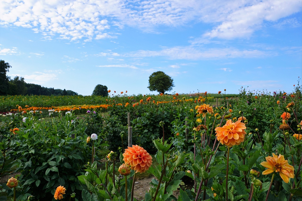 Image - meadow field zollikon zurich