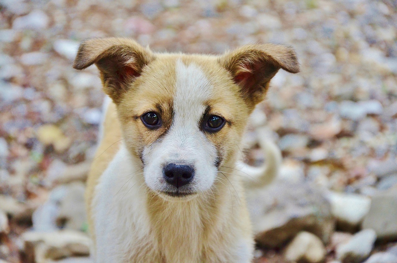 Image - dog animal cute puppy mammal