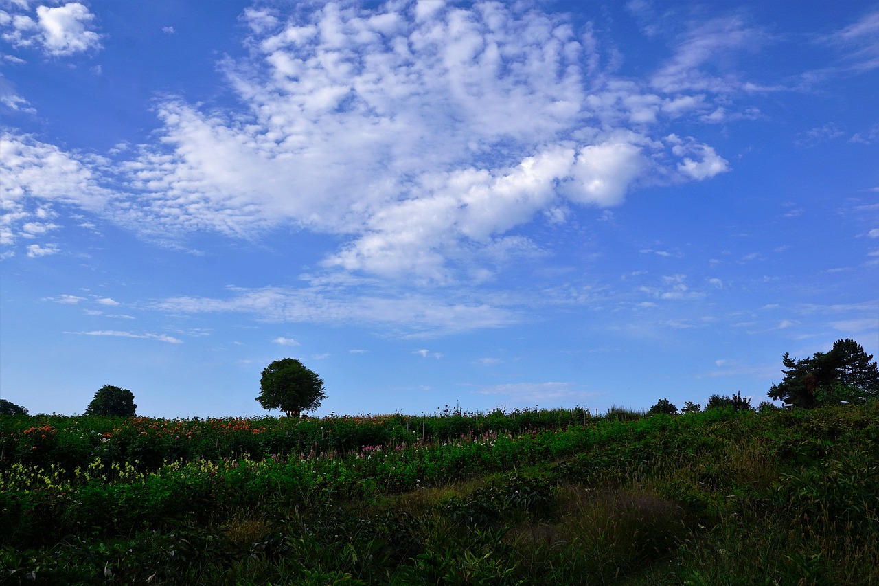 Image - meadow field zollikon zurich
