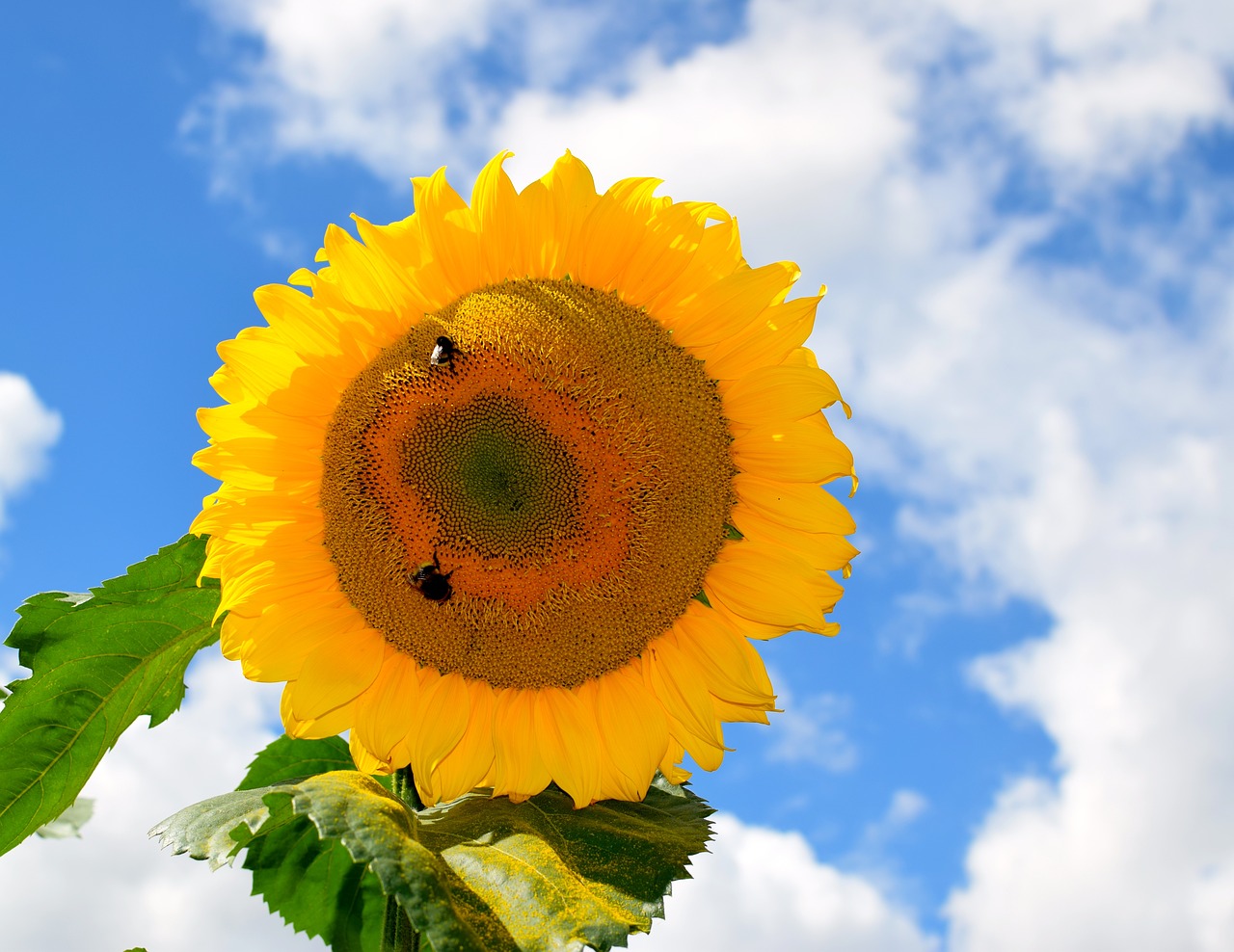 Image - sun flower sky blue yellow nature