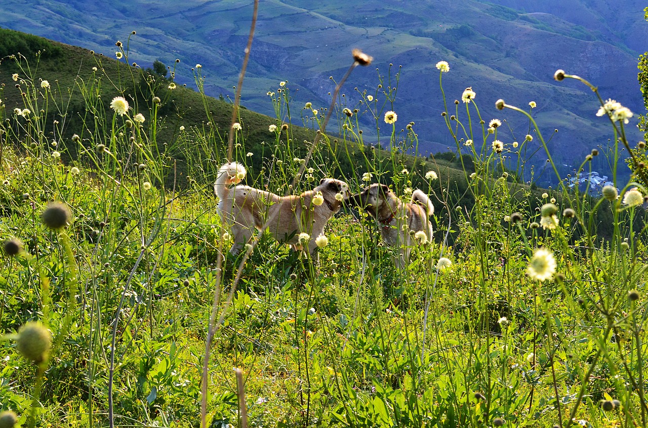 Image - turkey nature landscape kaçkars