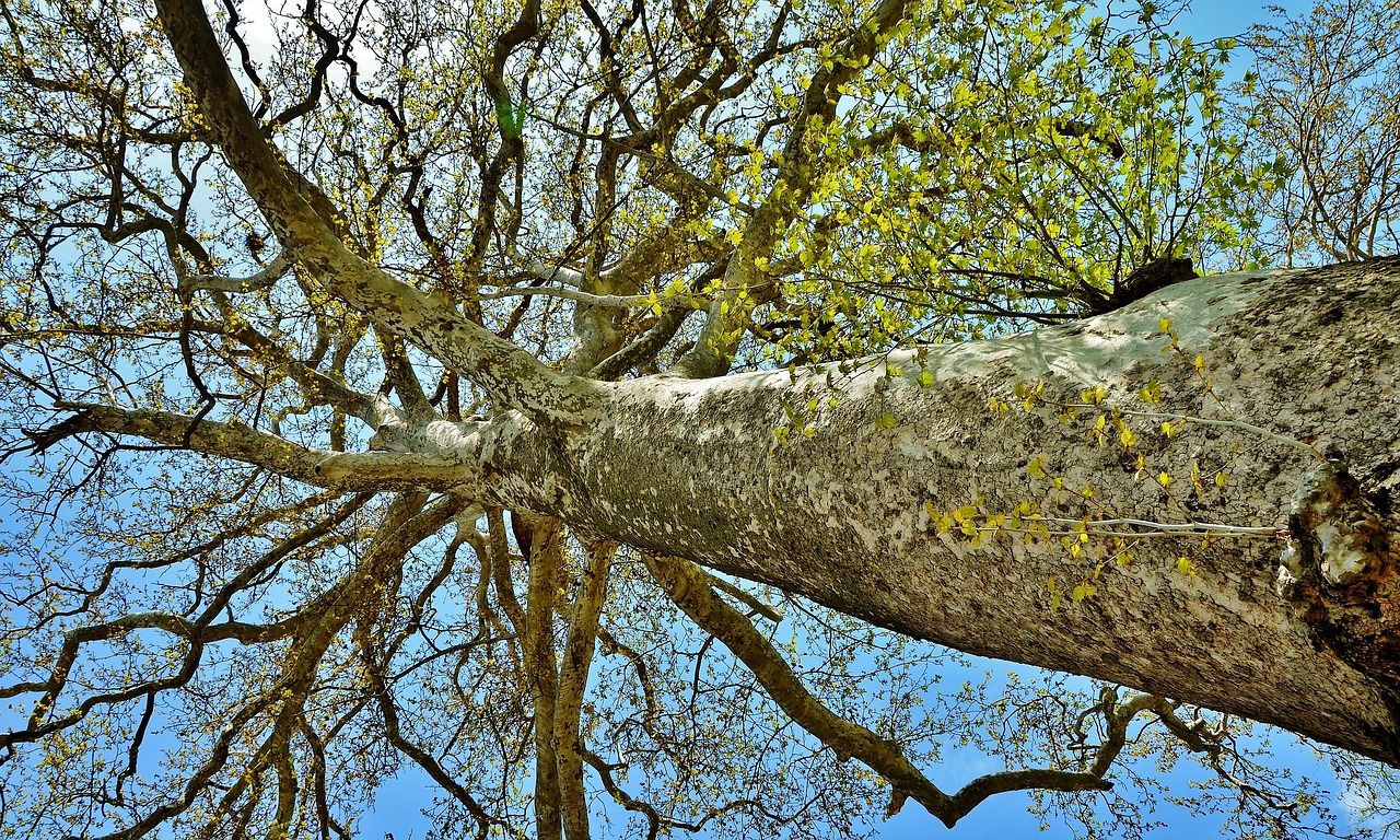 Image - tree landscape nature forest park