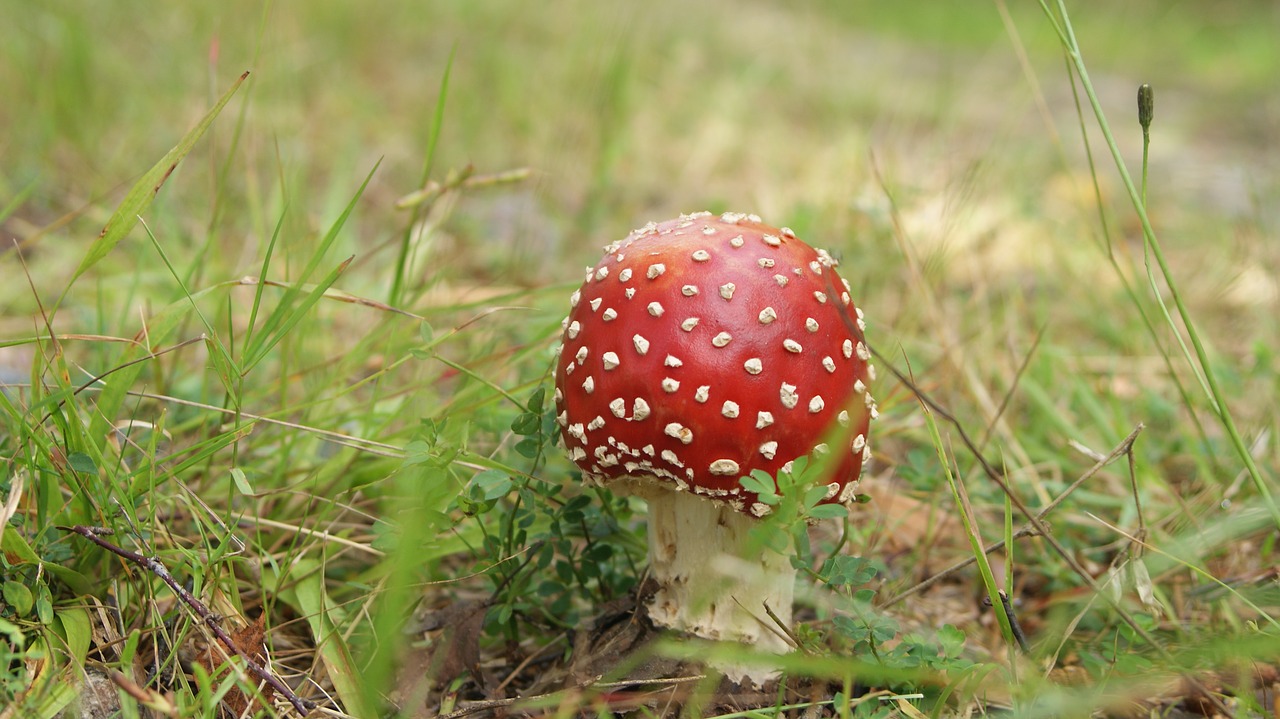Image - fly agaric flyagaric nature autumn