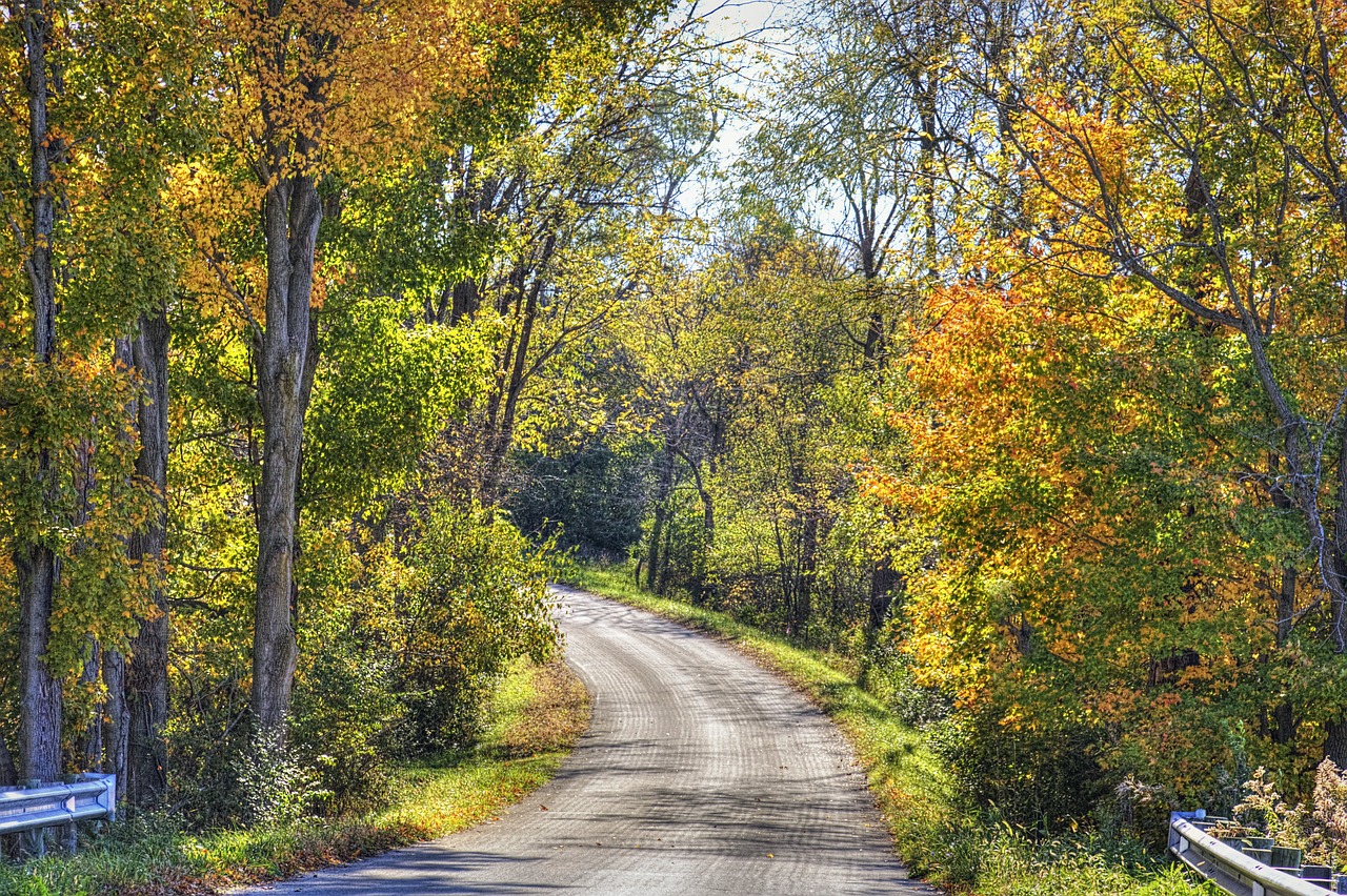 Image - scenery road autumn trees artistic