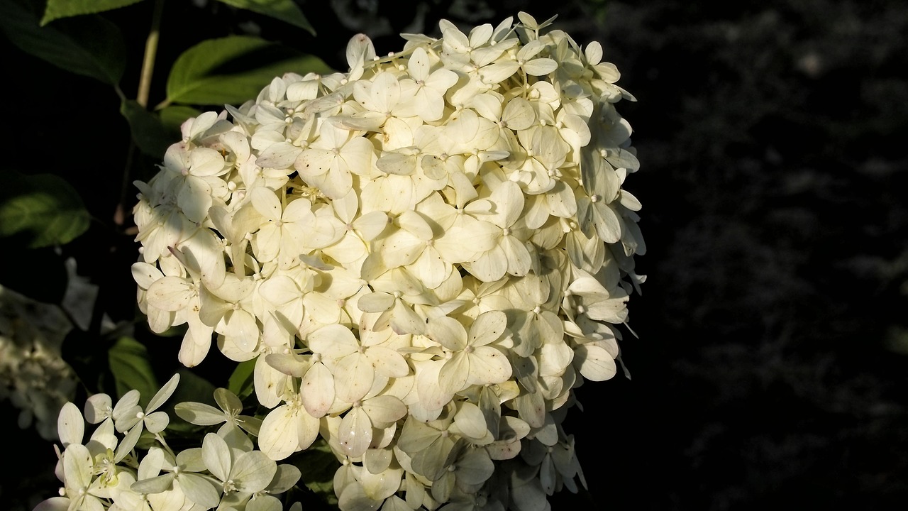 Image - hydrangea hydrangeas blooms flower